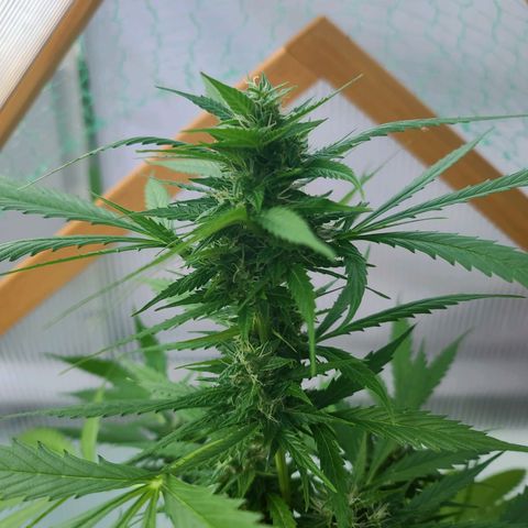 June growlog timeline photo