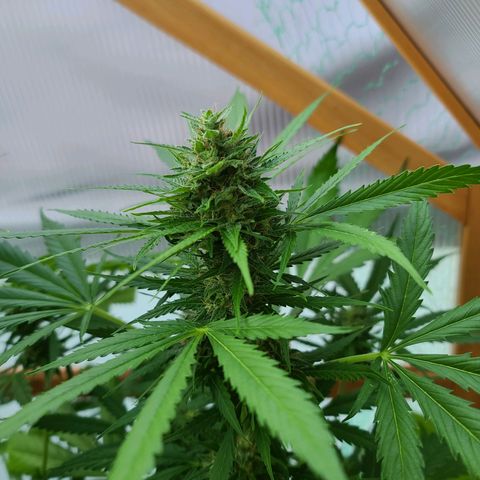 Mary growlog timeline photo