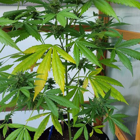 Mary growlog timeline photo