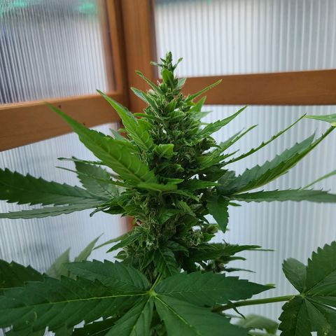 Billie growlog timeline photo
