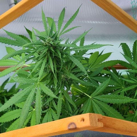 Mary growlog timeline photo