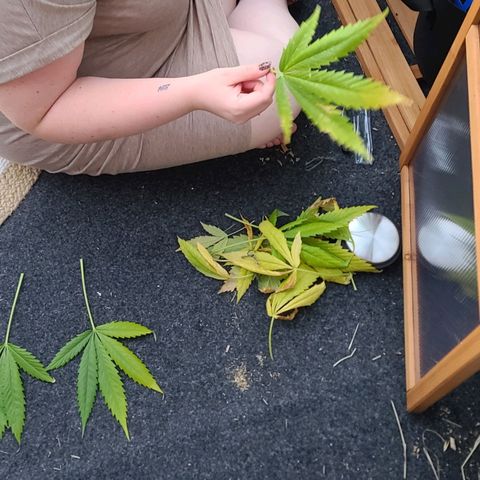 Mary growlog timeline photo