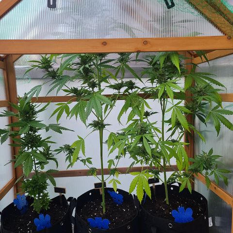 Mary growlog timeline photo