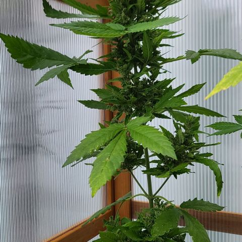 Billie growlog timeline photo