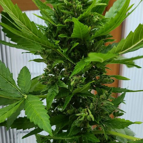 Billie growlog timeline photo