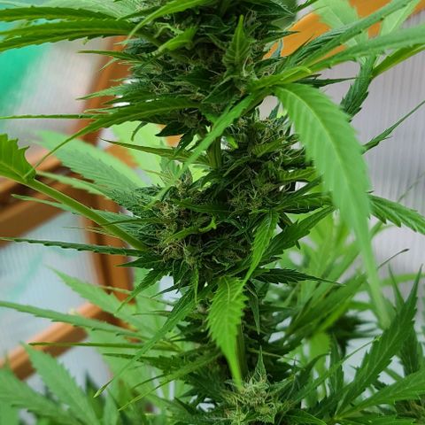 June growlog timeline photo