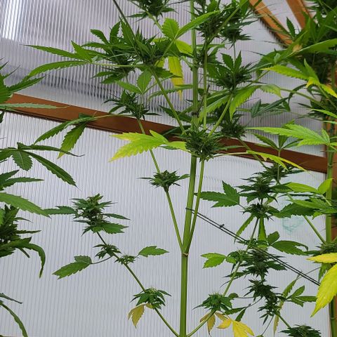 June growlog timeline photo