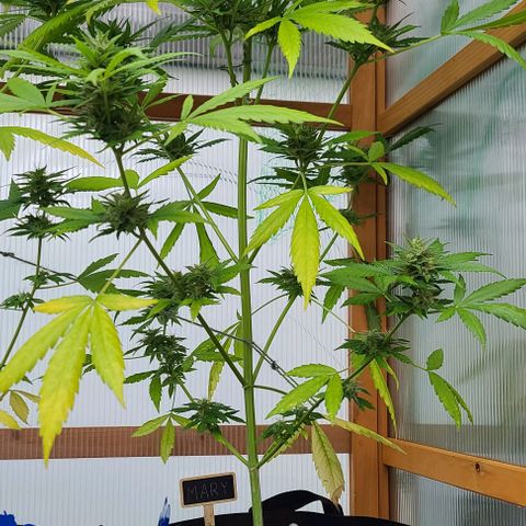 Mary growlog timeline photo