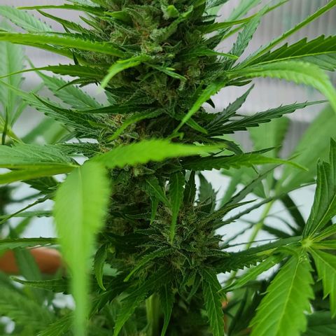 Mary growlog timeline photo