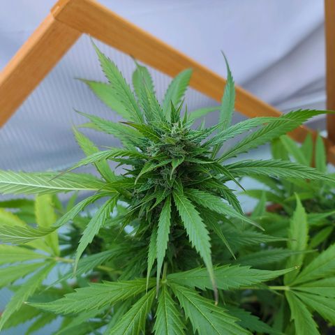 June growlog timeline photo