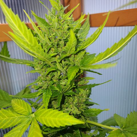 Billie growlog timeline photo