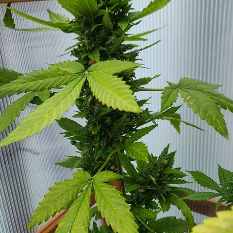 Billie growlog timeline photo