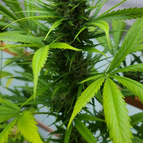 Mary growlog timeline photo