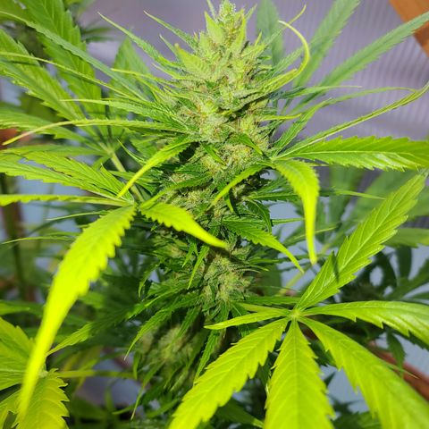 Mary growlog timeline photo
