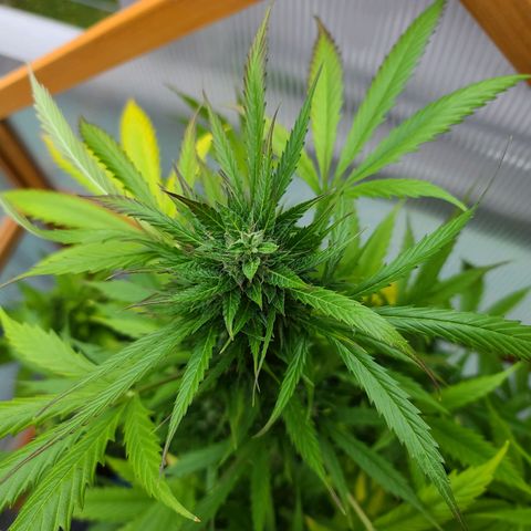 June growlog timeline photo