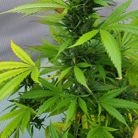 June growlog timeline photo