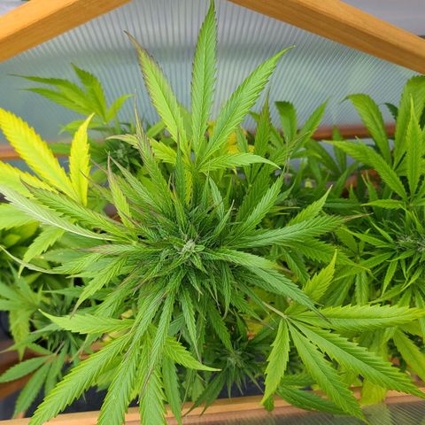 Mary growlog timeline photo