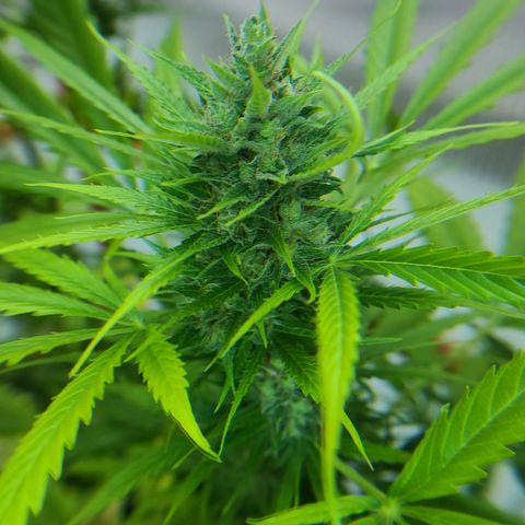Mary growlog timeline photo