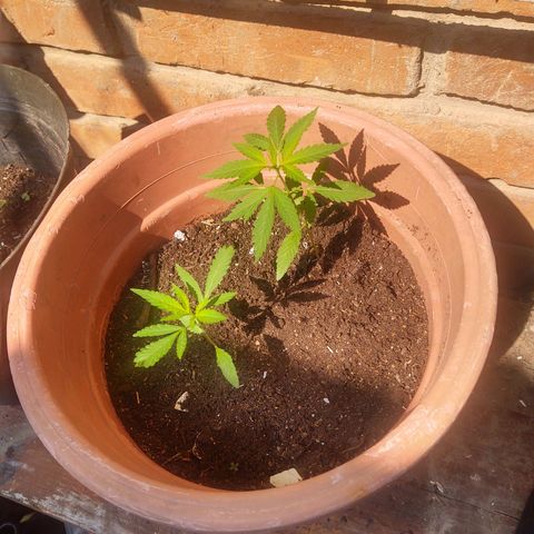 Regular 1 growlog timeline photo
