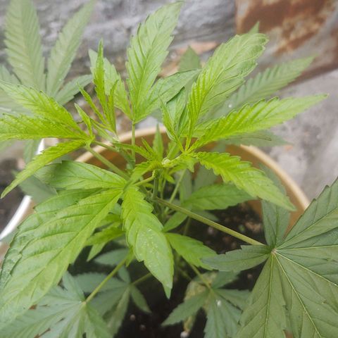 Regular semana 5 growlog timeline photo