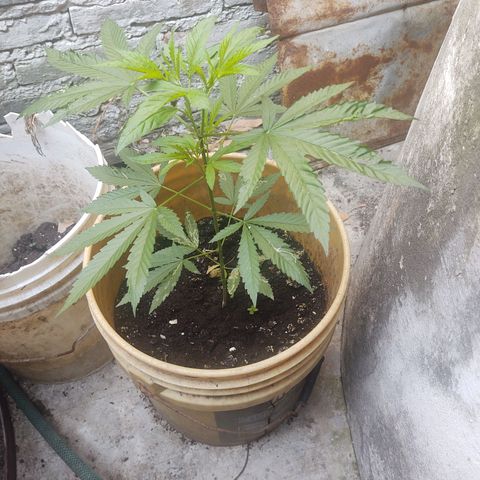 Regular semana 5 growlog timeline photo