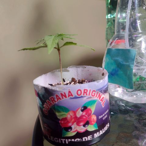 Super Lemonat growlog photo: 6cm
Tive que cortar as duas folhas primárias
Duas folhas secundária
Duas folhas terciárias 
Mais duas folhas den3 dedos por enquanto

6 no total, eram pra ser 8 se não tivesse cortado