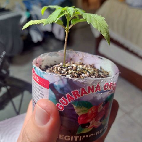 Super Lemonat growlog photo: Folhas meio amarelas. Porém já dá pra ver folhas com 5 lâminas e outras duas querendo sair na gema