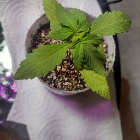 Super Lemonat growlog photo: Folhas meio amarelas. Porém já dá pra ver folhas com 5 lâminas e outras duas querendo sair na gema