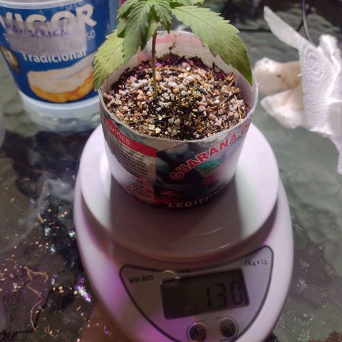 Super Lemonat growlog photo: Peso da planta após adição de =~ 7g de húmus e estando completamente regada
