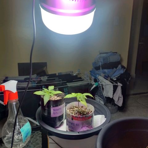 Super Lemonat growlog photo: Aproximadas pra 13 cm