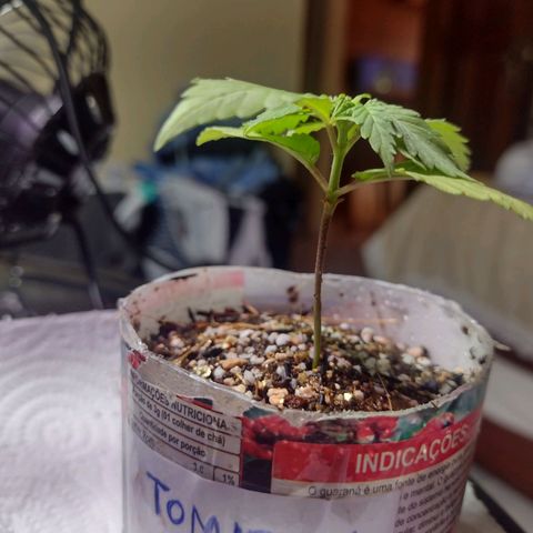 Super Lemonat growlog photo: Folhas meio amarelas. Porém já dá pra ver folhas com 5 lâminas e outras duas querendo sair na gema