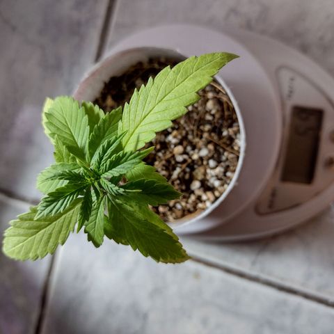 Super Lemonat growlog timeline photo
