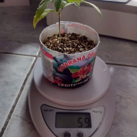 Super Lemonat growlog timeline photo