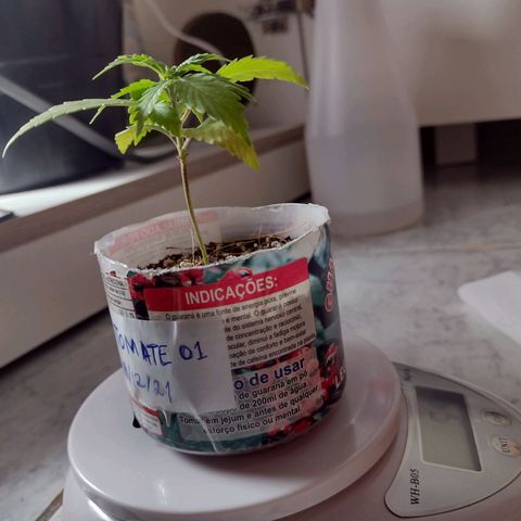 Super Lemonat growlog timeline photo