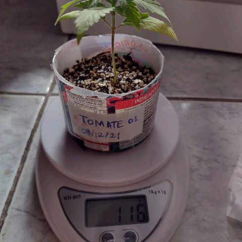 Super Lemonat growlog timeline photo