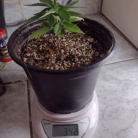Super Lemonat growlog timeline photo