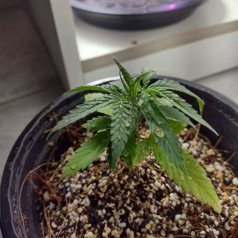 Super Lemonat growlog timeline photo
