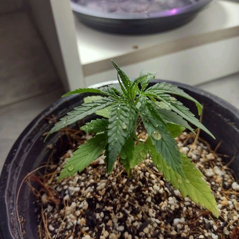 Super Lemonat growlog timeline photo