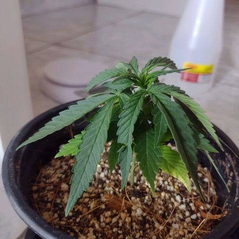 Super Lemonat growlog timeline photo