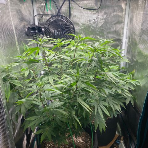 Gg & MKU growlog photo: Day 3 of flower. Added veg nutrients and water using tube. Raised light. 