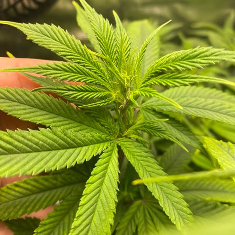Gg & MKU growlog timeline photo