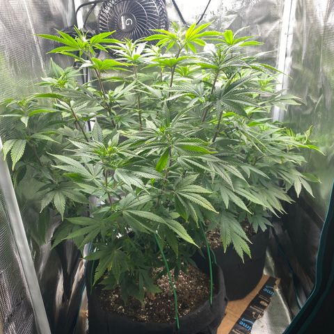 Gg & MKU growlog timeline photo