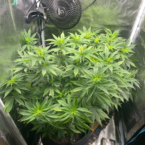 Gg & MKU growlog timeline photo
