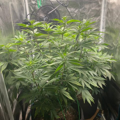 Gg & MKU growlog timeline photo