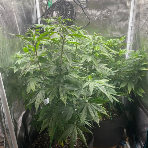 Gg & MKU growlog photo: Spun plants and removed two Lst braces 
