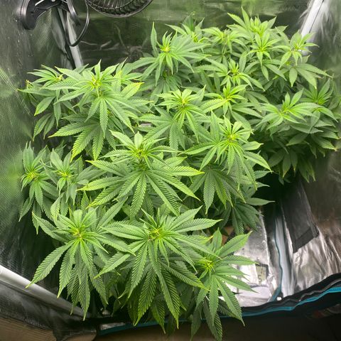 Gg & MKU growlog photo: Spun plants and removed two Lst braces 