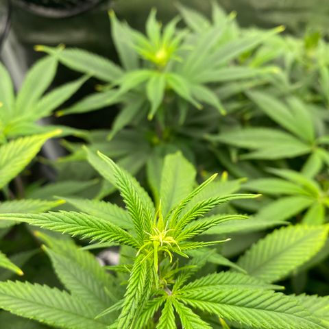Gg & MKU growlog timeline photo