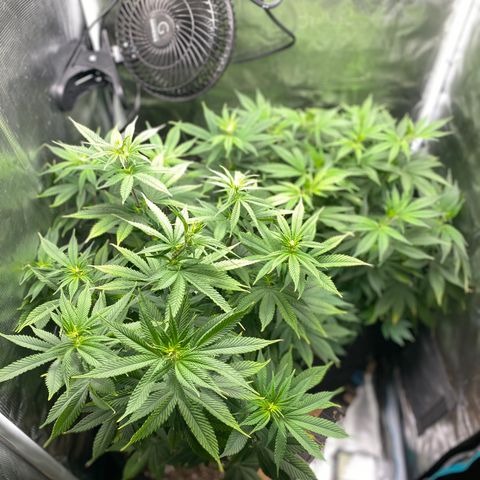 Gg & MKU growlog timeline photo