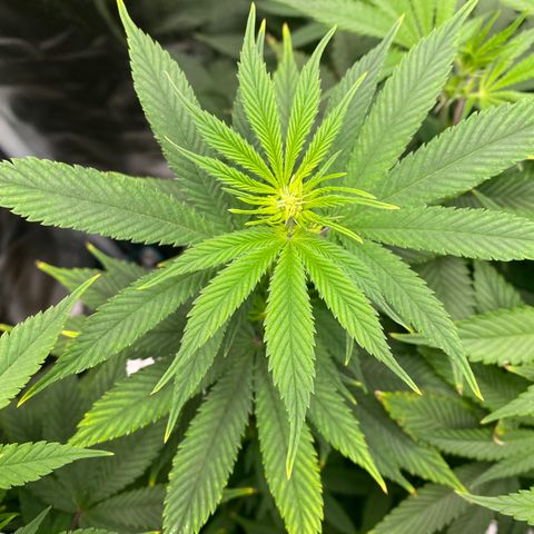 Gg & MKU growlog timeline photo