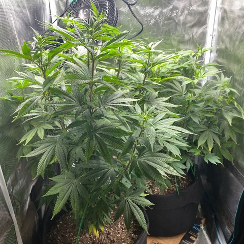 Gg & MKU growlog timeline photo